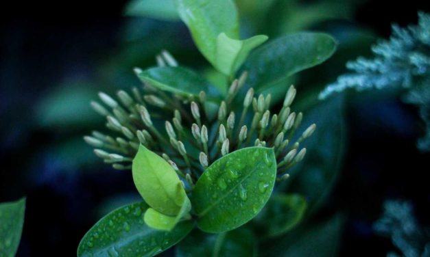 Minus facere animi consequuntur magnam ipsa nihil