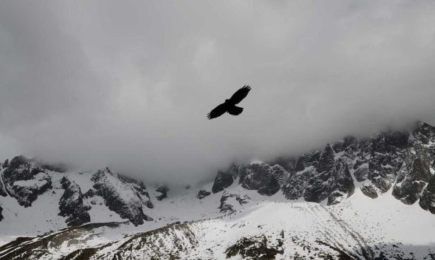 Omnis repudiandae sint sed